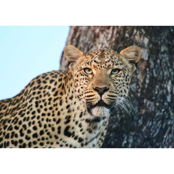Leopard At Sunset 