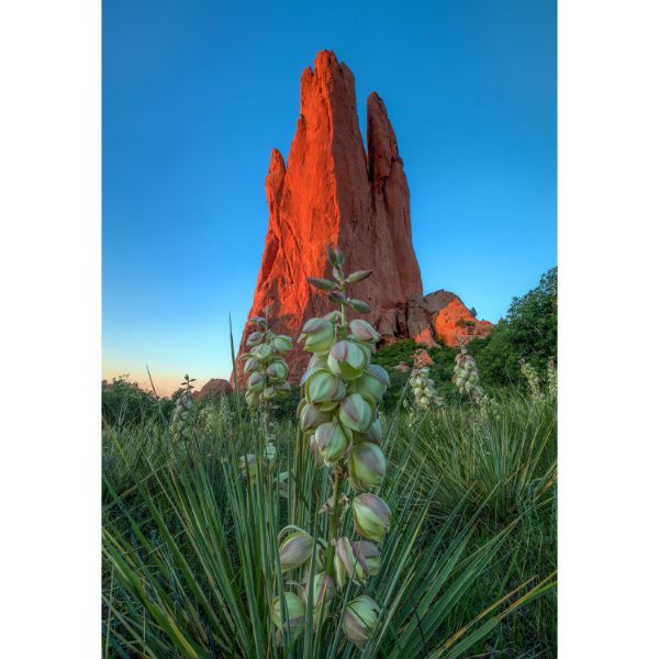 Cactus Blossom Dawn 