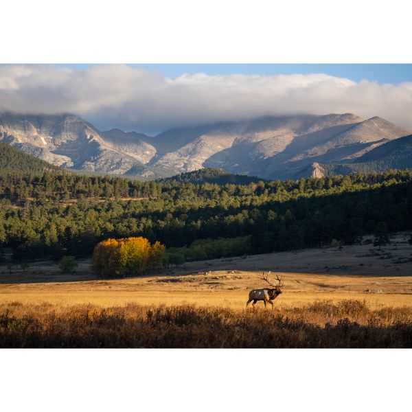 Rocky Mountain Morning 