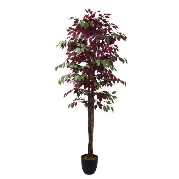 7 Foot Red Ficus Tree 