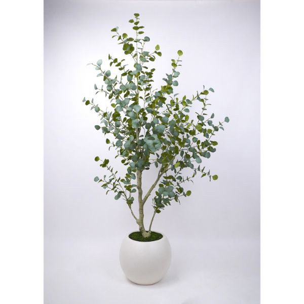 7 Foot Eucalyptus Tree White Pot 
