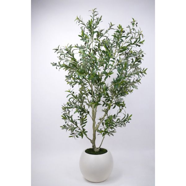 7 Foot Olive Tree White Pot 