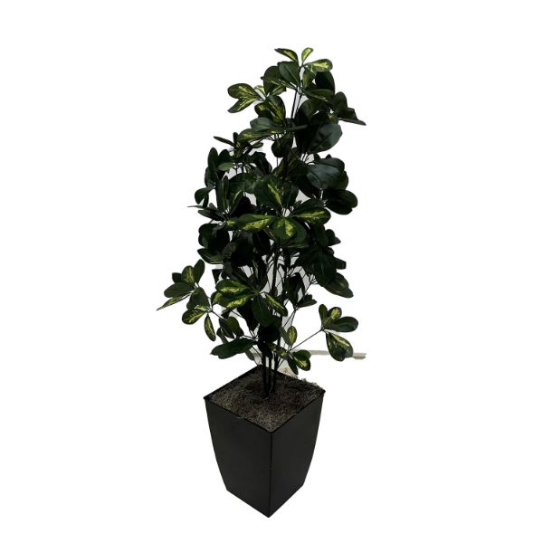 48In Baby Schefflera 