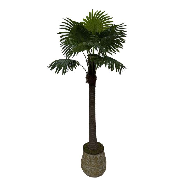 78In Fan Palm 