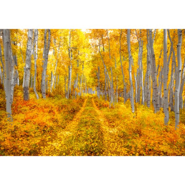 Autumn Road 