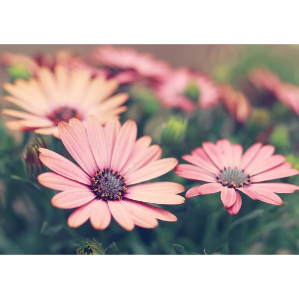 Pink Daisies 