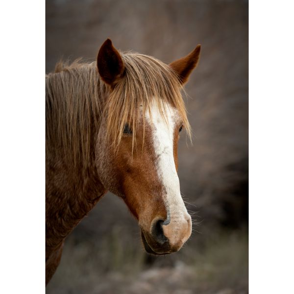Arizona Salt River Horse 