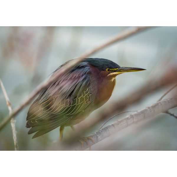 Crouching Heron 