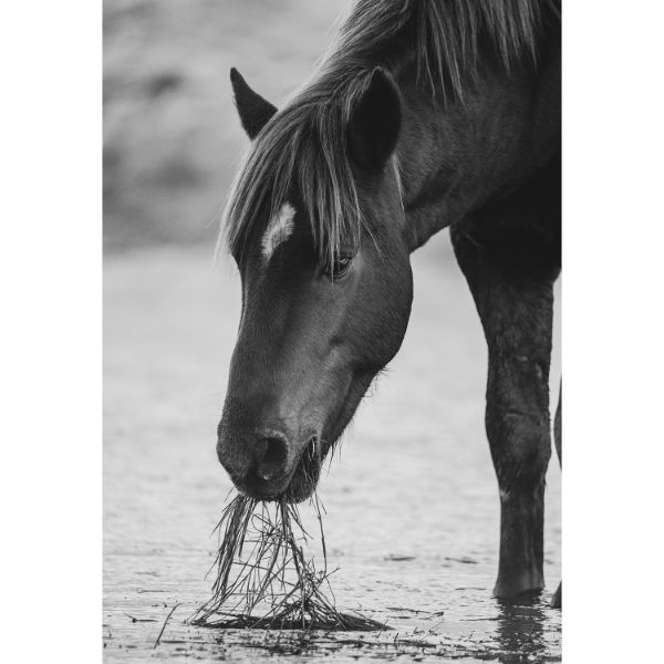 Foraging Horse 