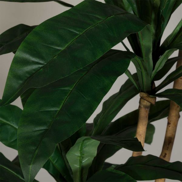 7 Foot Birdnest Palm Tree 