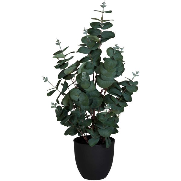 24in Eucalyptus 