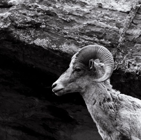Big Horn Sheep 