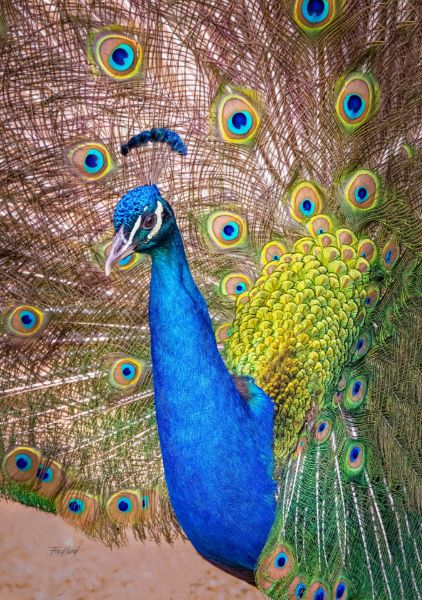 Peacock Splendor 
