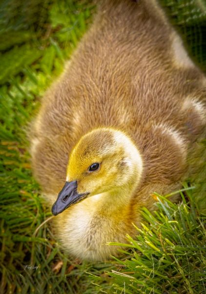 Golden Gosling 