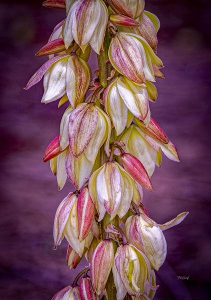 Yucca Blooms 