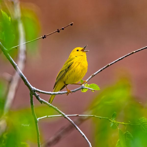 Happy Yellow Warbler 