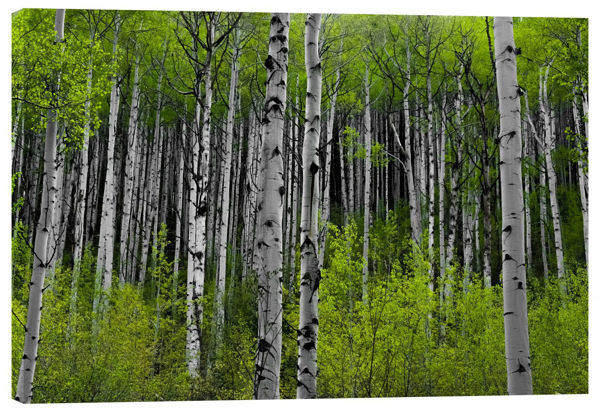 Aspen Wilderness 