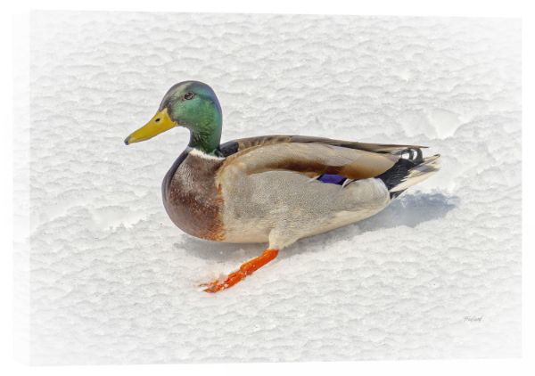 Quacks In The Snow 