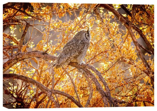 Peek-A-Whooo 