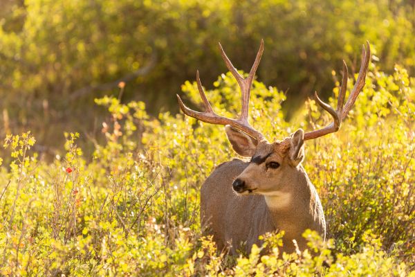 Buck In The Garden 
