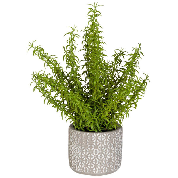 Ferns In Round Container 