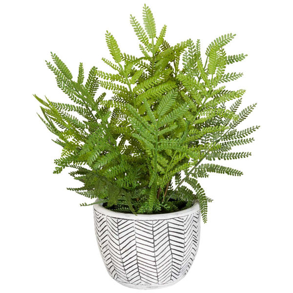 Fern In Round Container 