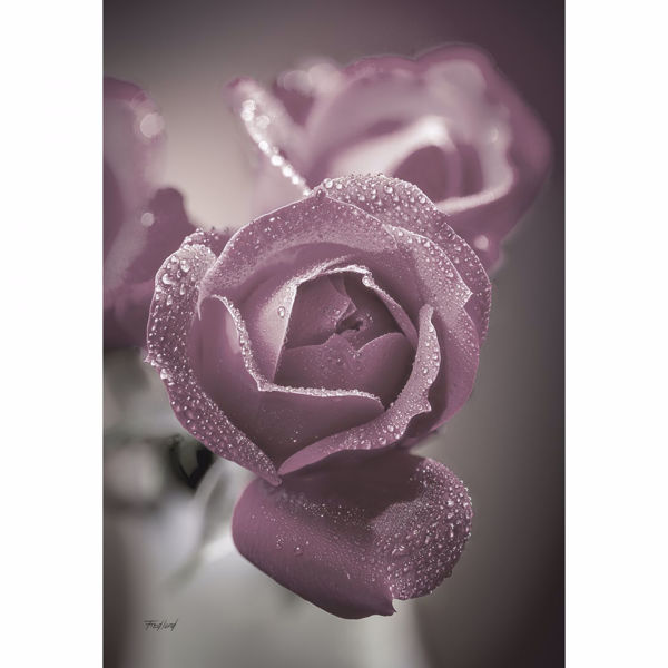 Dusty Rose Buds 36x24 *D 