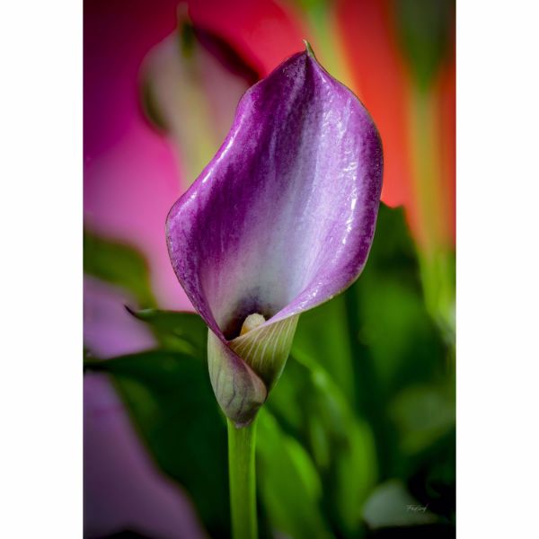 Dewy Magenta Calla Lily 24x36 *D 