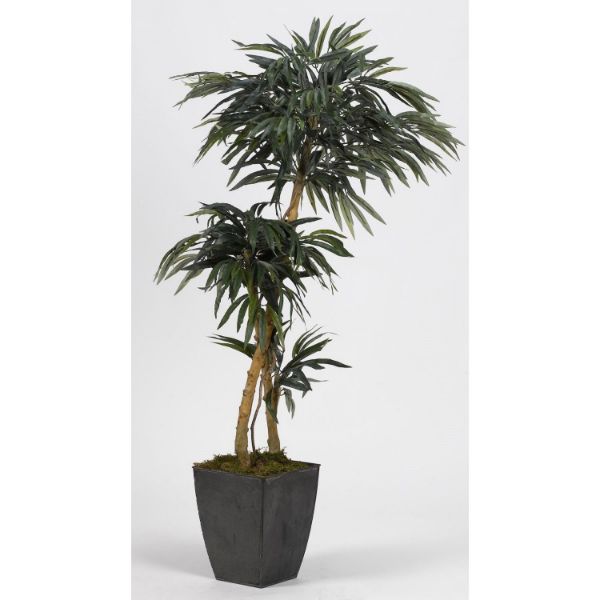 2 Branch Weeping Fiscus Tree 