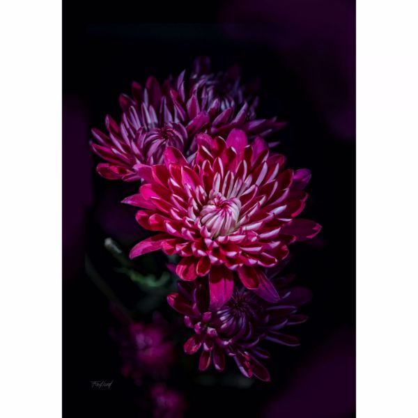 Variegated Purple Mums 24X16 *D 