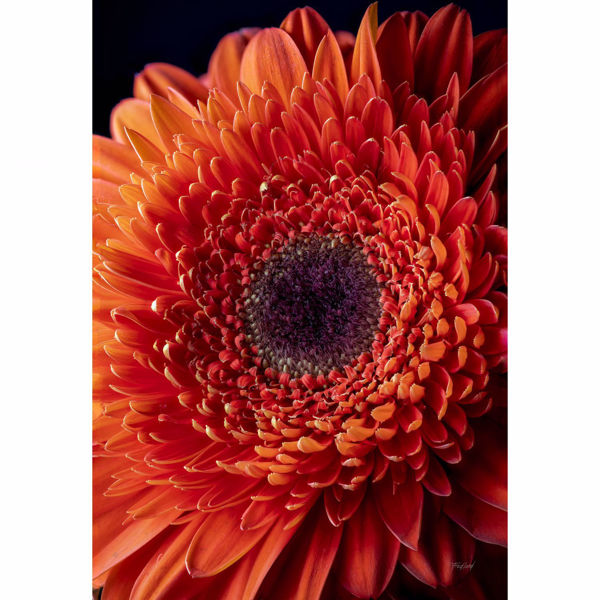 Flame Red Gerbera Daisy 36X24 *D 