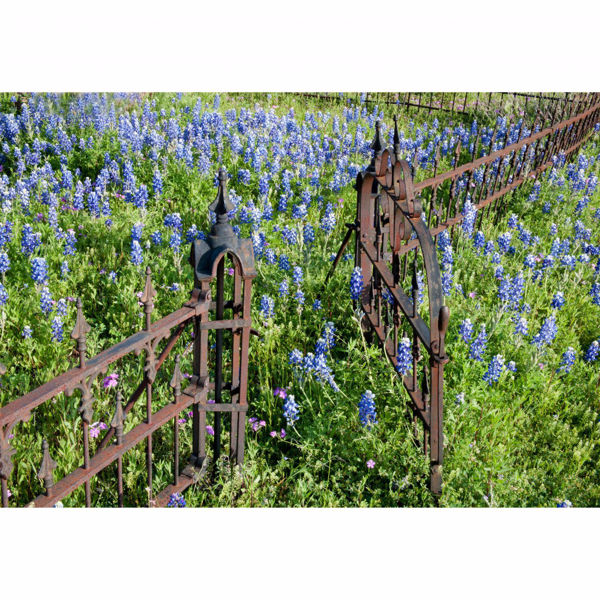 Iron Fence Blue Flower 24x36 *D 