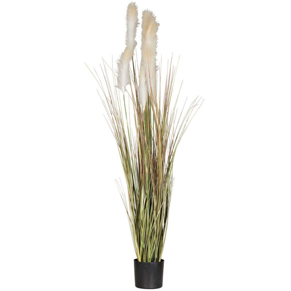 6' Bulrush in Blk Plastic Pot 
