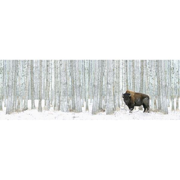 Buffalo in Trees Canvas 36x12 