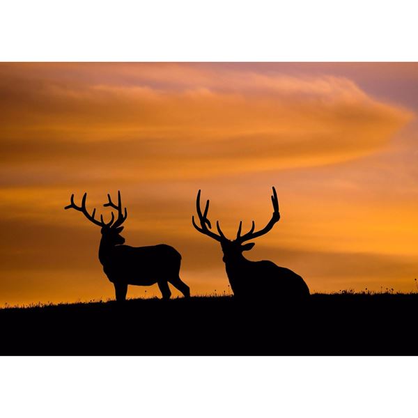 Estes Elk 16x24 *D 