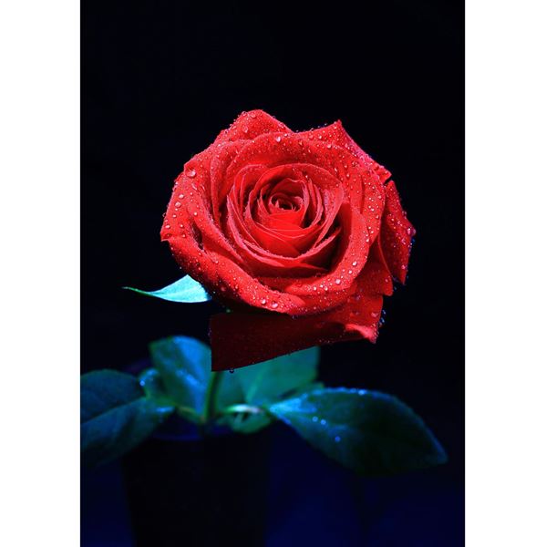 The Rose 16x24 *D 