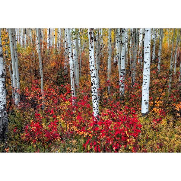 A Special Place in the Forest 48x32 *D 