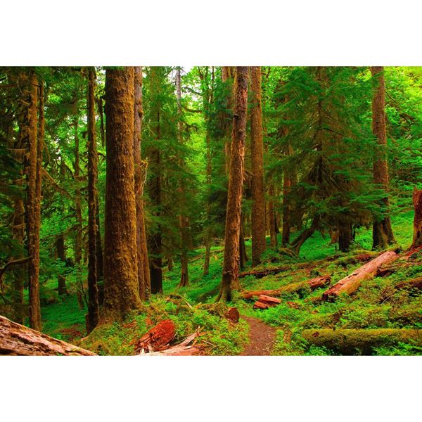 Spring in the Quinault Rainforest 48x32 *D 