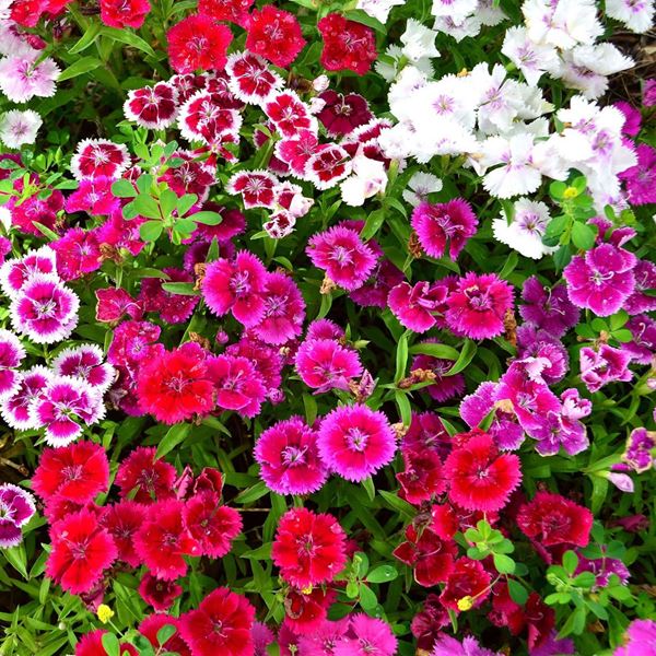 Flower Garden 24x24 *D 