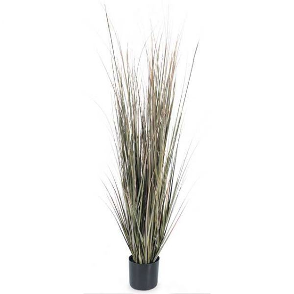 5' Fall Onion Grass 