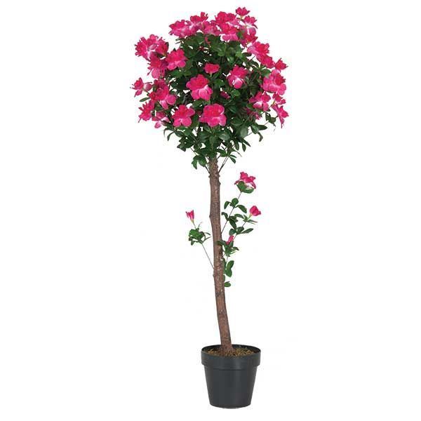 4 foot Azalea Tree 