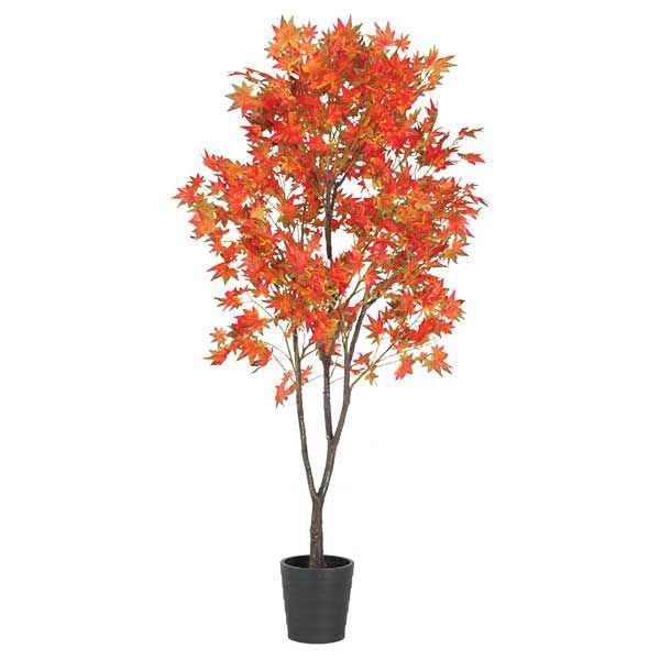 6 FT MAPLE TREE 