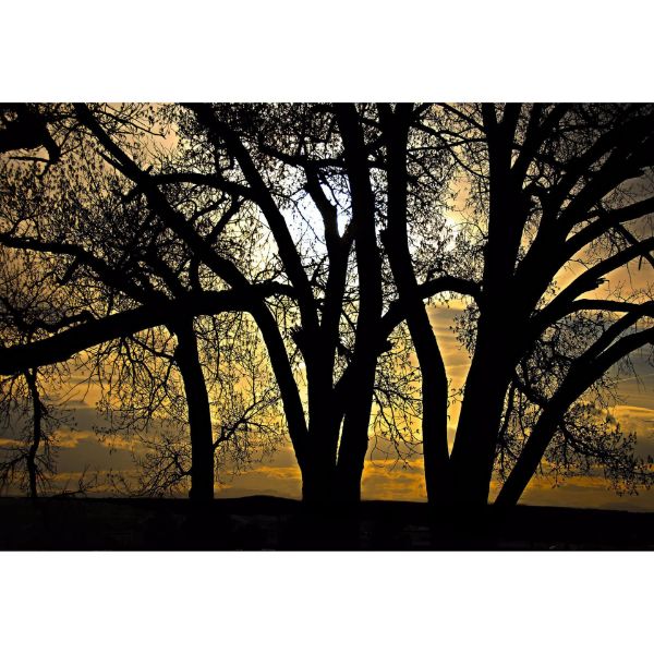 Cottonwoods at Dusk 48x32 *D 
